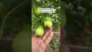 Вершинная гниль на томатах! Что делать?