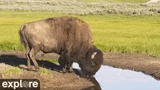 Bison Water Hole - Grasslands National Park powered by EXPLORE.org