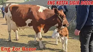Bugun Zor Boldi Buvayda Yangiqo'rg'on Mol BOZORI Albatta Koring