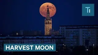 What Actually Is The Harvest Moon?