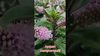 Растение пушистик - хебеМноголетник,но требует умеренный климат #цвет #многолетники #shorts #flowers