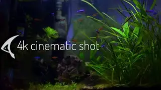 4K Aquarium Relaxing Video || 4k Cinematic Shots Of Cardinal Tetra Planted Aquarium 😍😍