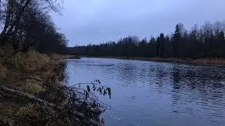 Ловля налима на реке Луга