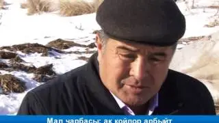 Мал чарбасы: ак койлор арбыйт