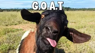 I’m the GOAT for this