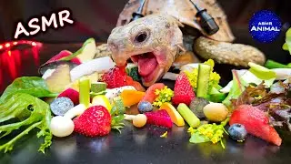 ASMR Mukbang Eating Food 🐢 Turtle Tortoise 160