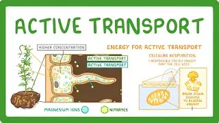 GCSE Biology - Active Transport #9