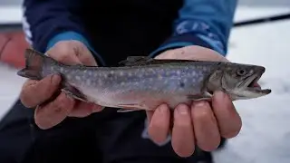 Pêche blanche à la Barrière: Truites mouchetées et arc-en-ciel au rendez-vous!