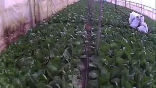 борьба сболезнями    серая гниль на капусте