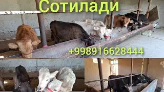 Кыргызстан парода букачалар Сотилади 13 та колди