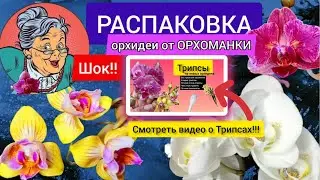 Орхидеи из Питера от Орхоманки. Все в Трипсах! Что с корнями? Чем полить и чем обработать?