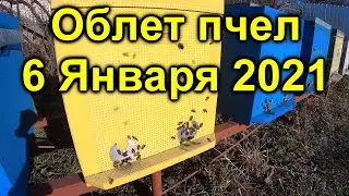 Облет пчел 6 января 2021