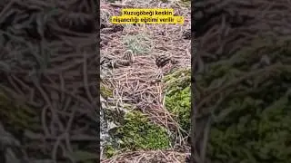 Kuzugöbeği mantarı sezonunu iple çekenler burada mı?