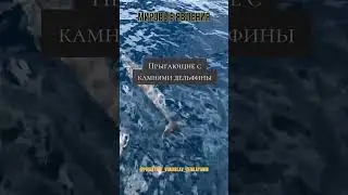 #дельфины #морскиедельфины #дельфинымира #защитадельфинов #морскиеобитатели #океанскиебиолог #dolfin