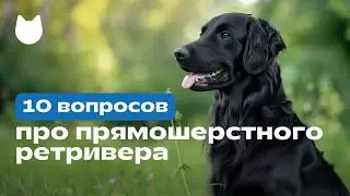 10 вопросов про прямошерстного ретривера (flat-coated retriever), черный ретривер 🐕‍🦺