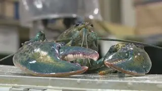 Seafood wholesaler surprised by rare cotton candy lobster in Saco