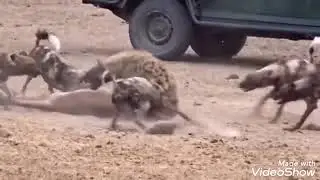 wild dogs attack 🐺🐺🐺🐕🐕🐕