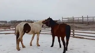 кобыла в охоте , жеребец шоке