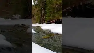 Calming icy river flowing in the forest  relaxing sounds #Shorts