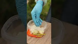 Слизни съедят все растения на участке и останетесь без урожая! Вот как избавиться от вредителя