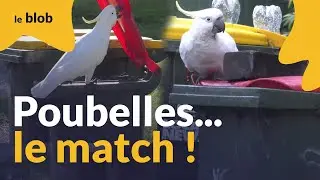 Cacatoès et humains s’affrontent pour le contrôle des poubelles en Australie | Actu de science