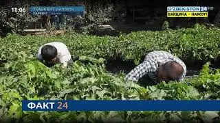 Паркентда- Янги тажриба ярим метрлик ишкомларда узум етиштирилмоқда