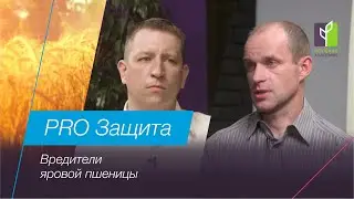 Вредители посевов яровой пшеницы| PRO Защита