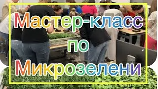 Мастер-класс по выращиванию микрозелени в компании 2GIS / Mr.GrowChannel