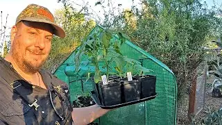 Heating a Mini Walk-in Greenhouse for Pennies a Day! AMAZING RESULTS SHARED!!