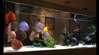 Top 5 Awesome Discus Tank Setup - The Queen of Planted Aquarium