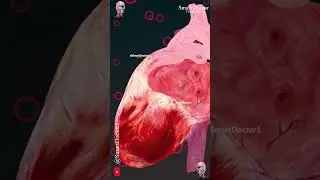 Human Heart Anatomy 🫀
