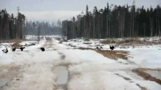 Тетерев-косач на току.avi