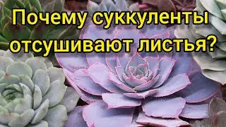 Почему суккуленты отсушивают листья и почему листья становятся прозрачными.