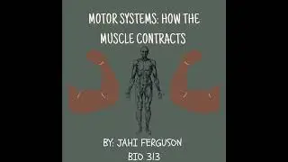 How muscles contract