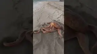 novempus stroll on the beach on his revamped body