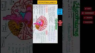 Hypothalamus