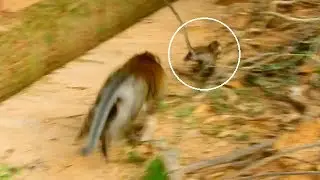 My heart attack big monkey Fluffy want to kill baby Lola