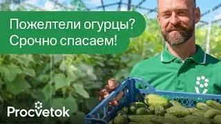 КОРМЛЮ ТАК ОГУРЦЫ РАЗ В НЕДЕЛЮ И СОБИРАЮ ПО 100 Л УРОЖАЯ С ГРЯДКИ! Как остановить пожелтение завязей