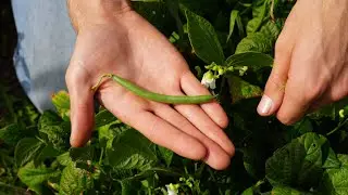 From Farm to You: Green Beans