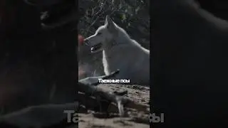 Лучший друг сталкера