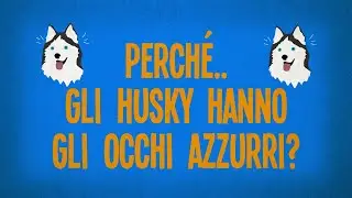 Perché gli Husky hanno gli occhi azzurri?