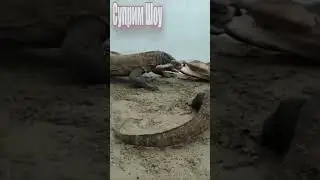 Вараны Разорвали Оленя
