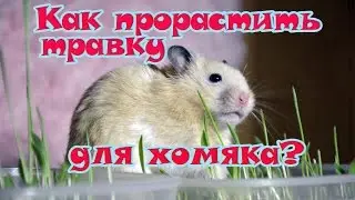 Как прорастить травку для хомяка? 💗 