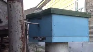 Дезинфицирую ульи после гнильца
