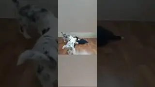 Kisses of Angel border collies Puppies цуценята бордер коллі