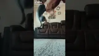 пёсик скачет 