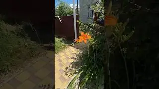 Большой дом с садом и с доп.доходом  на 10 соках  рядом с Краснодаром! #дом #недвижимость #home