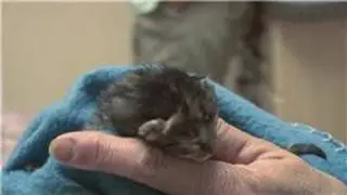 Kitten & Cat Care : How to Treat Newborn Kittens With Fleas