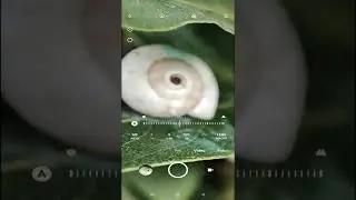 Xiaomi Pro Mod- Telefon Kamera Pro Mod 
