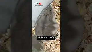 Хомяк. Интересные Факты. Часть 2 🐹